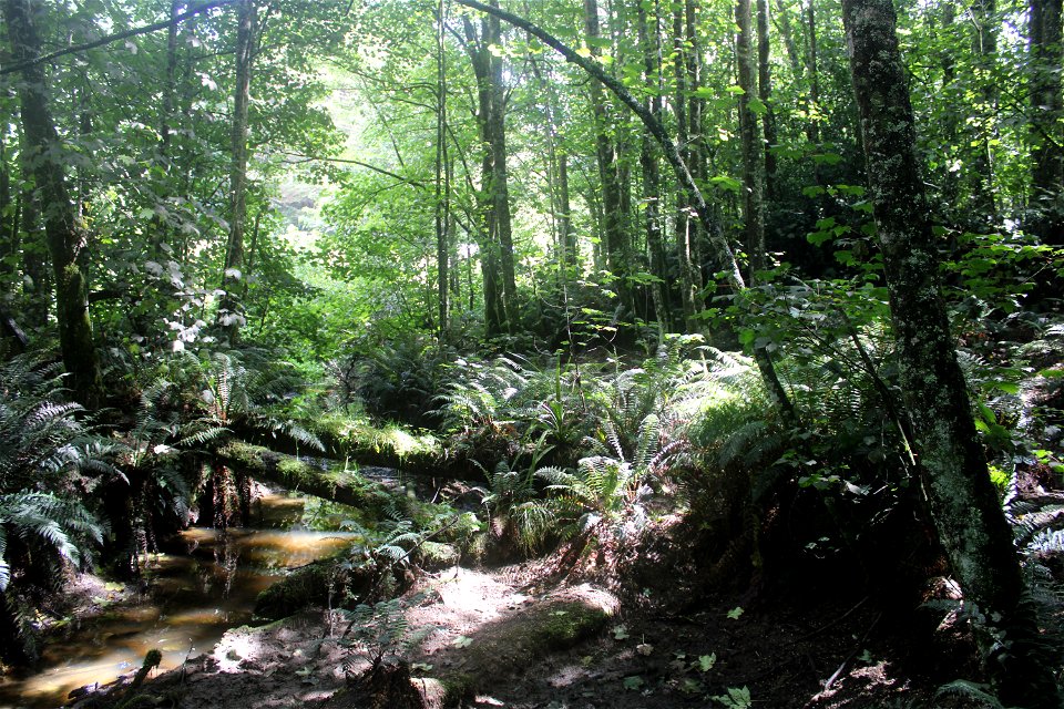 Woodshed Trail Glen