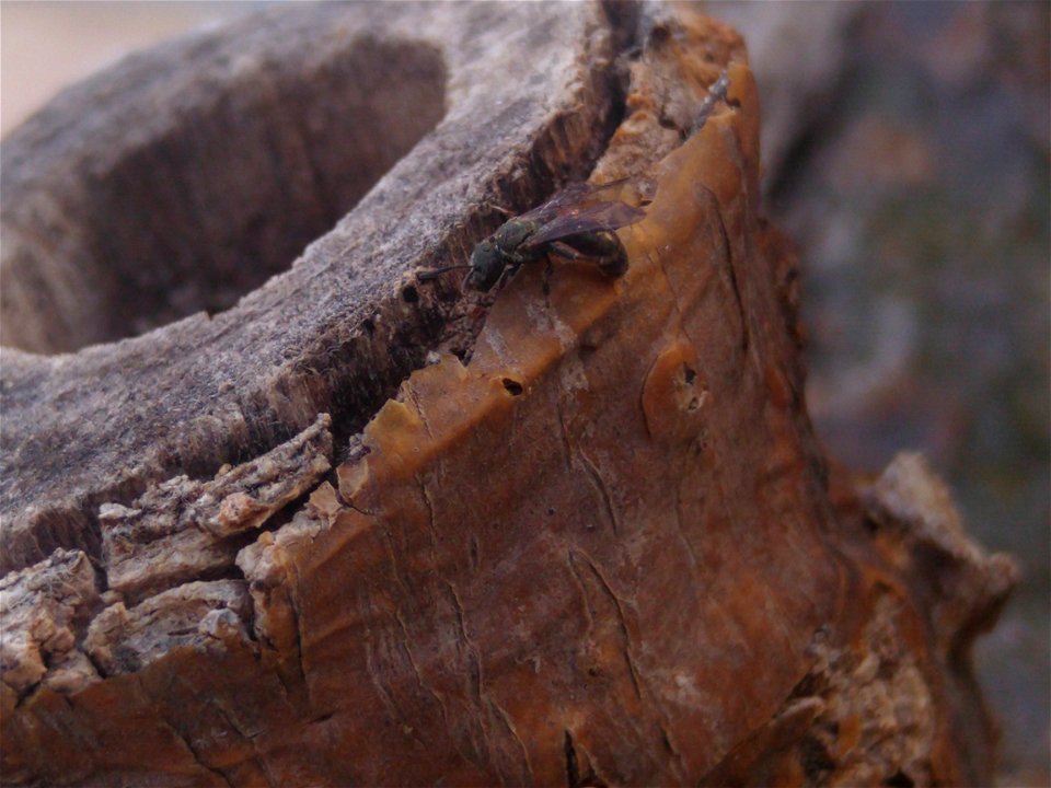 Bee