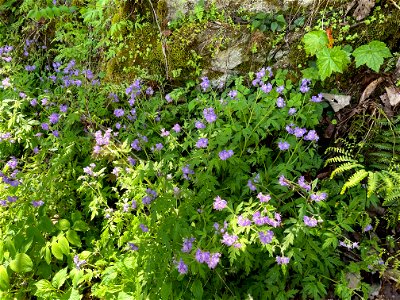Purple Phacelia