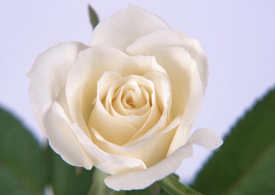 Single beautiful white rose