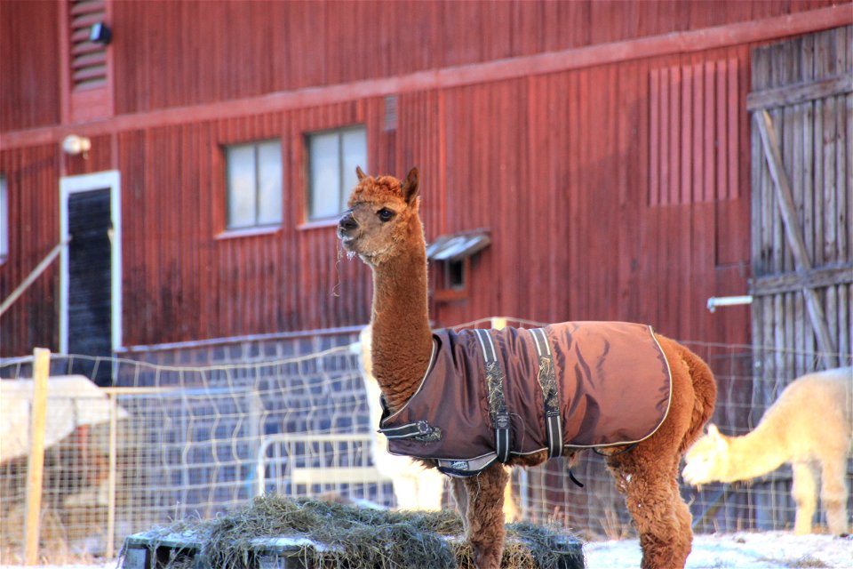 Alpaca