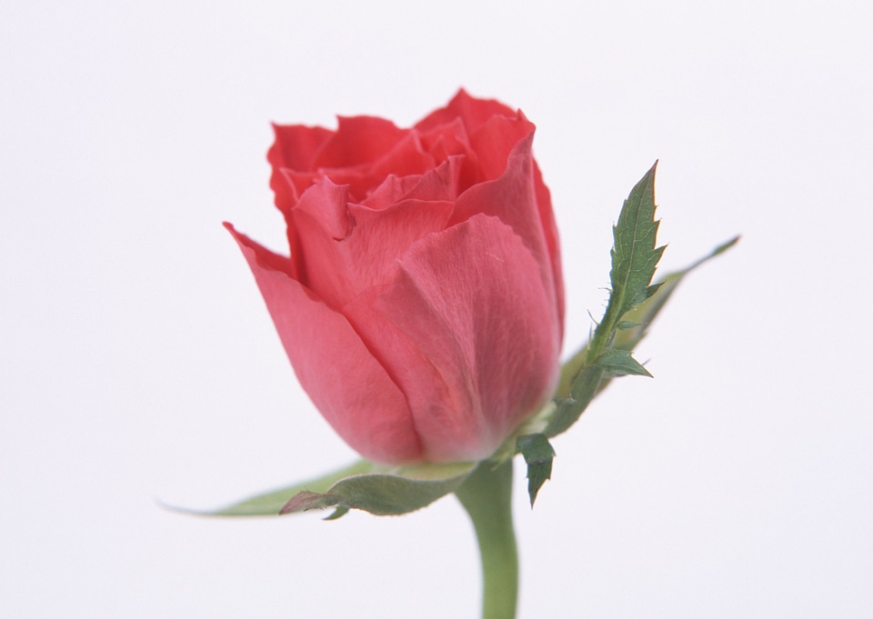 Single beautiful pink rose