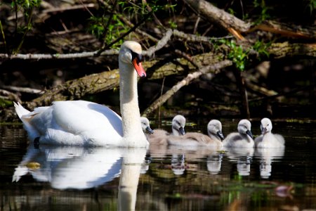 Beautiful swan family