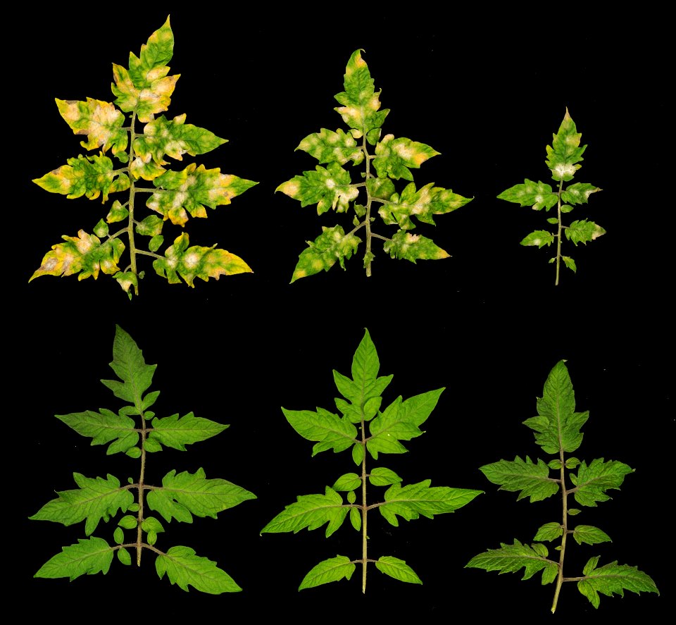 Gene edited tomato resistant to powdery mildew
