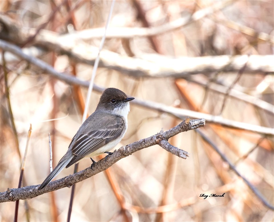 Eastern Phoebe-4 Apr.08-21
