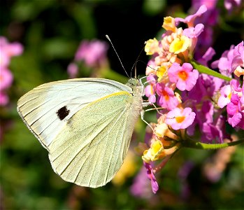 Large White (Pieris brassicae)