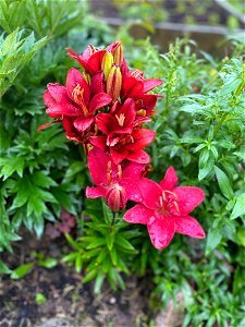Flowers - Lilies photo