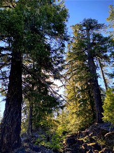 Proxy Falls Loop