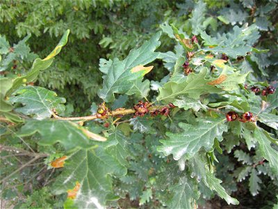 Galls of Andricus mitratus on oak branches.