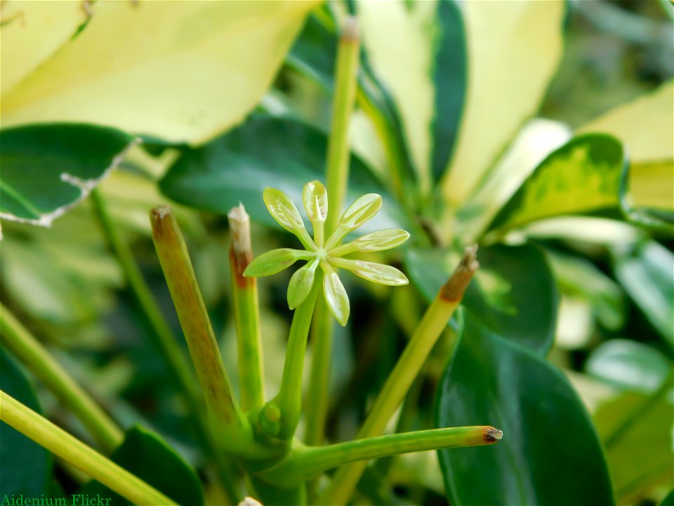Wonderful Plant