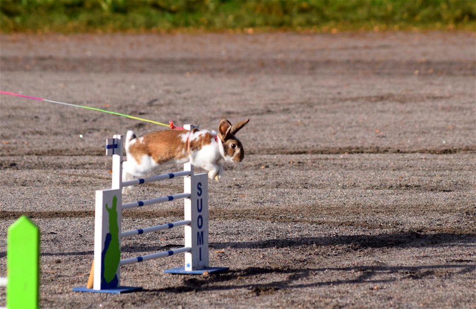 Bunnyjump
