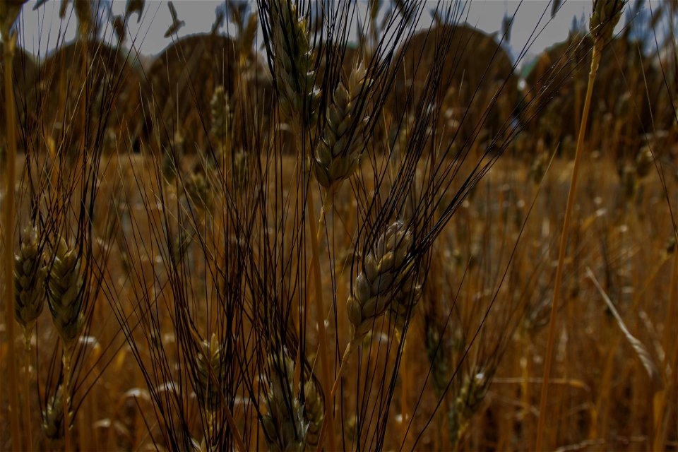 in the country side