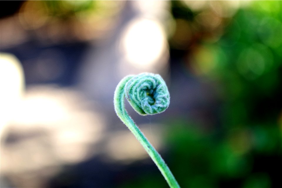 Swirly Leafy Thing