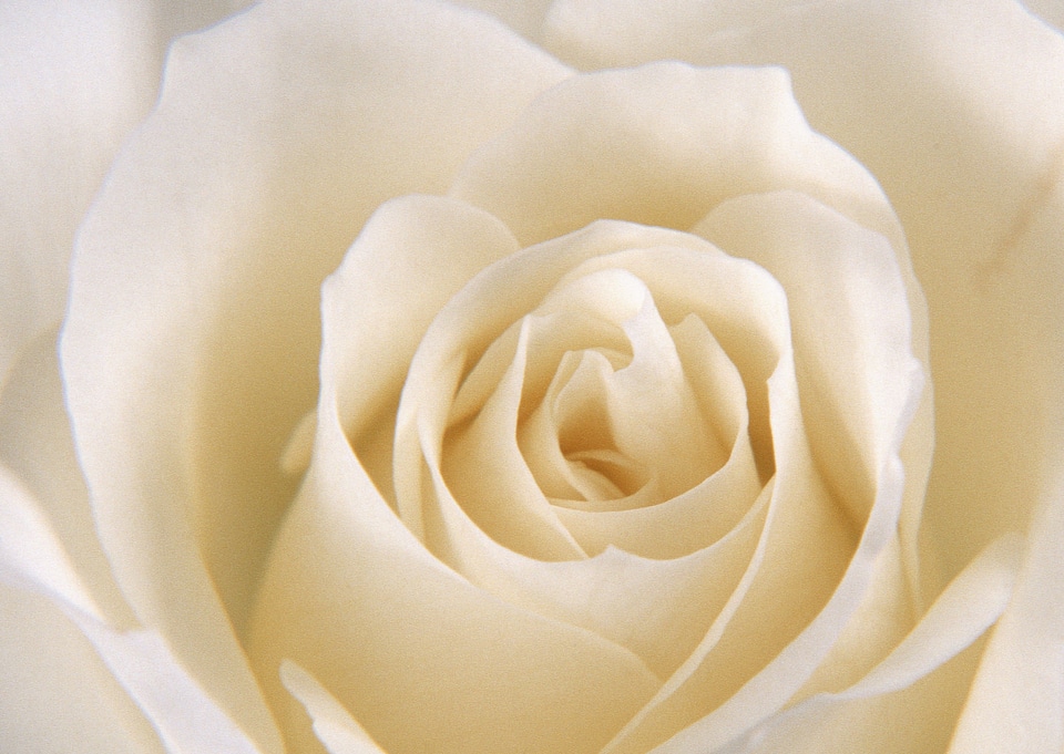 Close up of a wite rose as background
