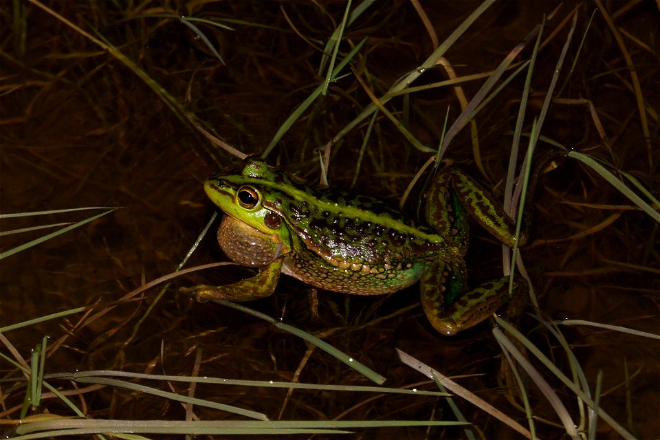 Growling Grass Frog (Litoria raniformis)