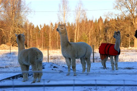 Alpaca
