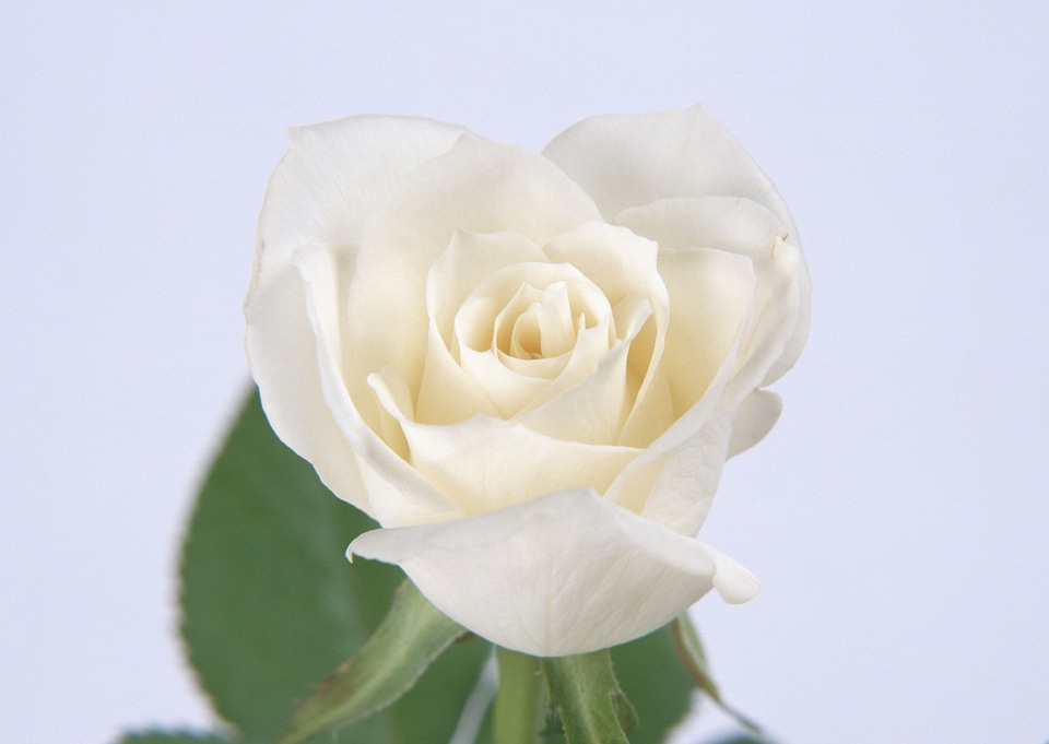 Bud of a white rose