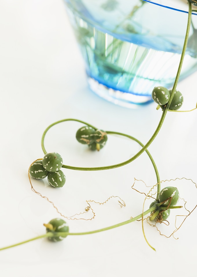 Plant vase on table decoration