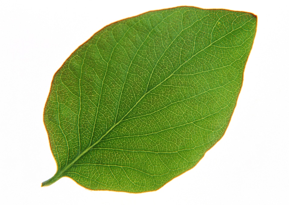 Green leaf isolated on white
