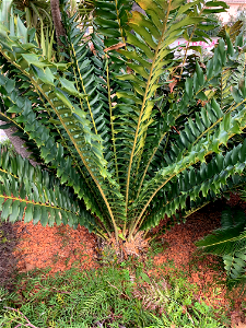 Encephalartos ferox photo