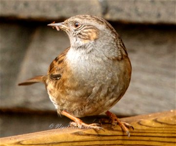 Dunnock