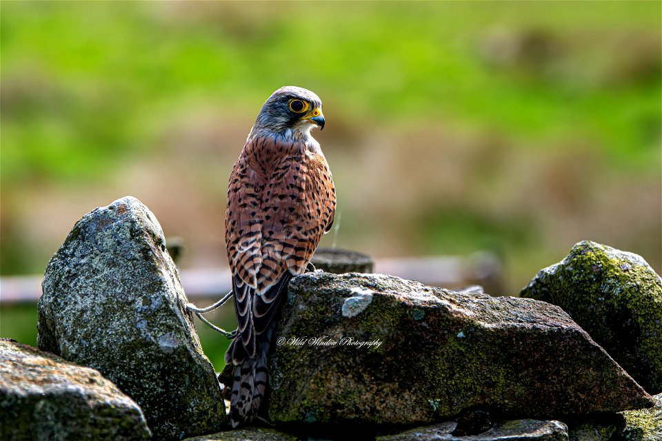 male young kestrel