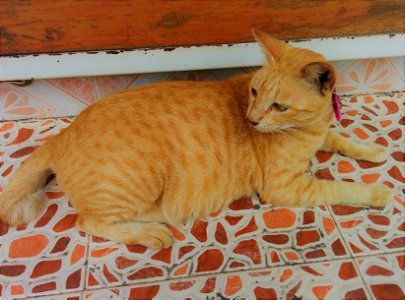Ginger Cat photo