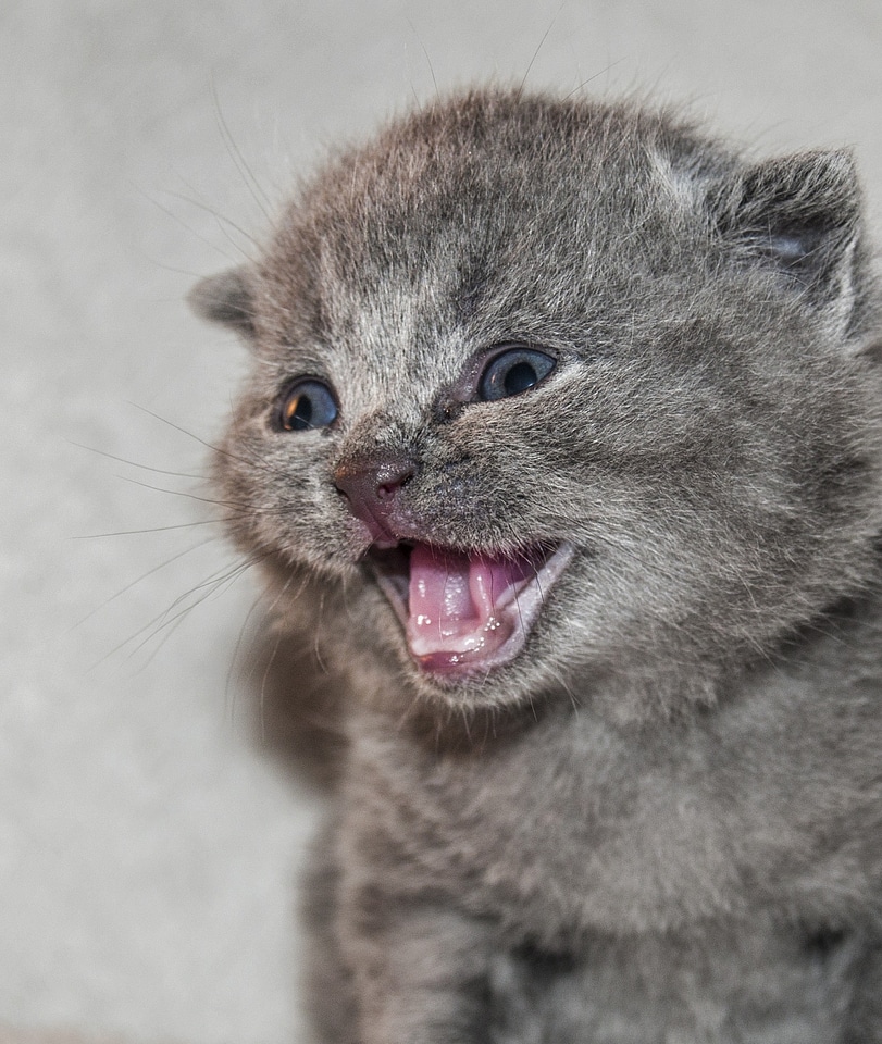 Kitten fluffy kitty