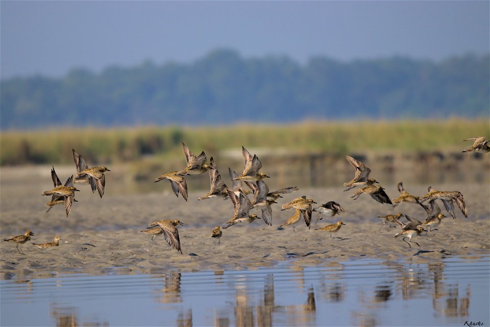 Pacific golden plover