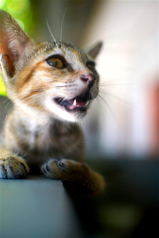 kitten - cat - kitty - 7