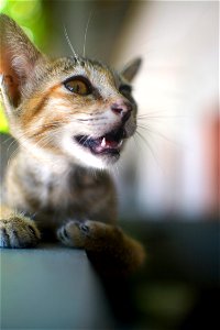 kitten - cat - kitty - 7 photo