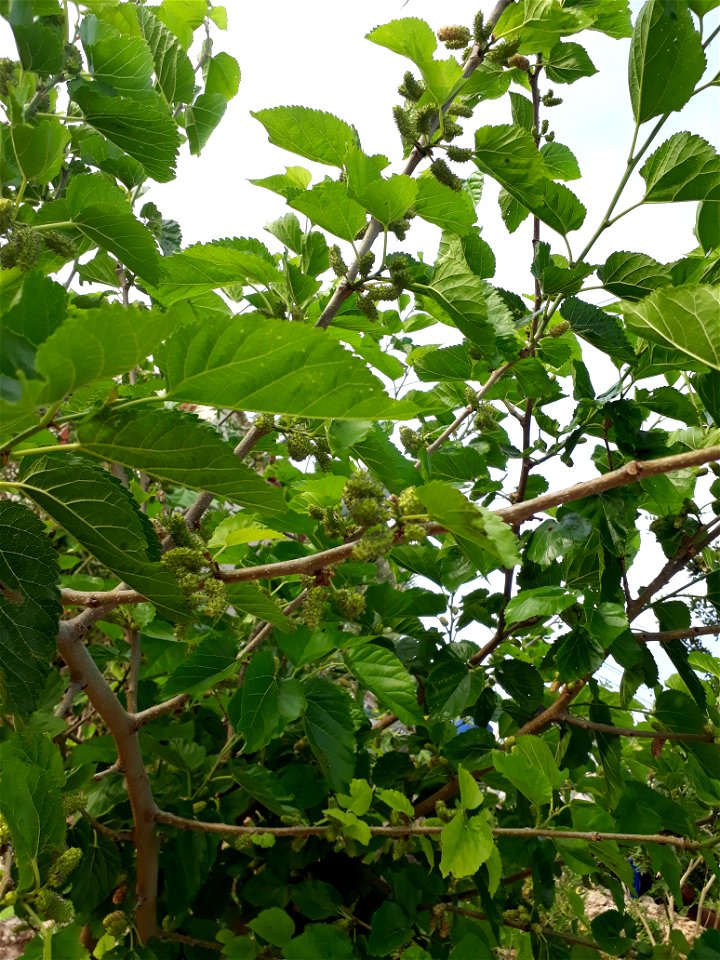 Blueberry Tree