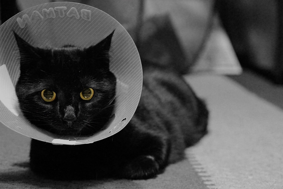 Cone collar elizabethan collar