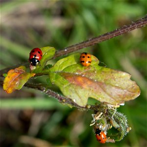 Ladybird Beetles photo