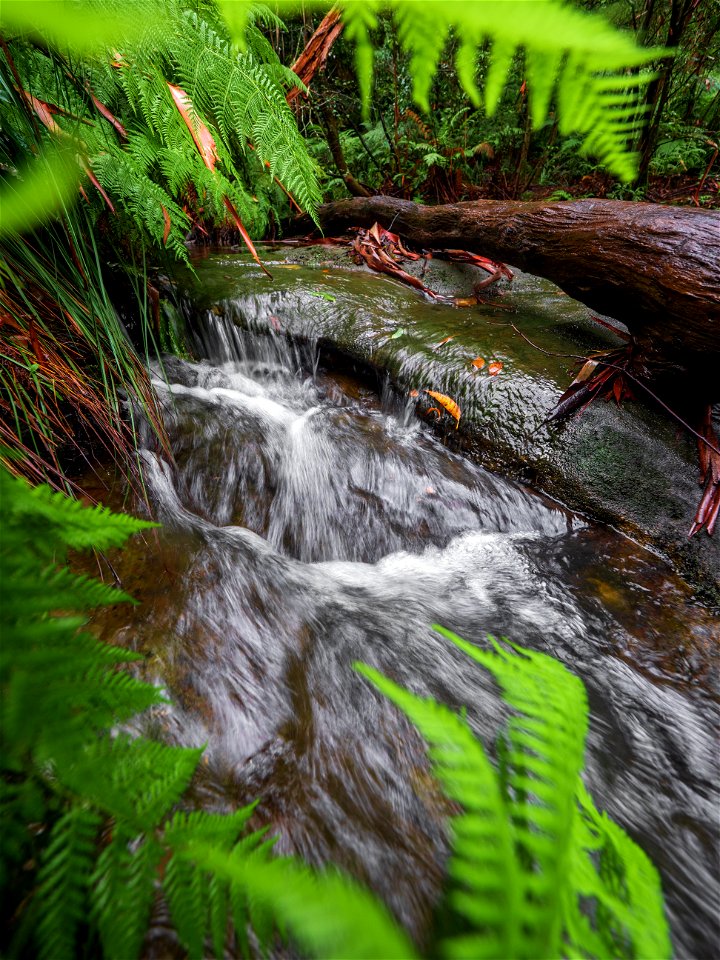 Birdwood Gully (Springwood) - The Blue Mountains Australia