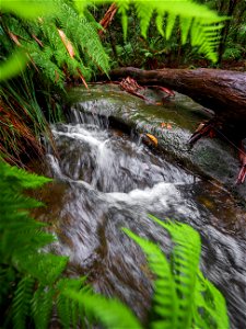Birdwood Gully (Springwood) - The Blue Mountains Australia