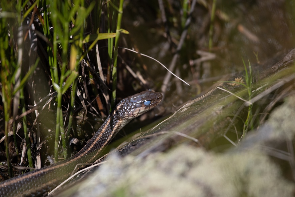 Common Gartersnake