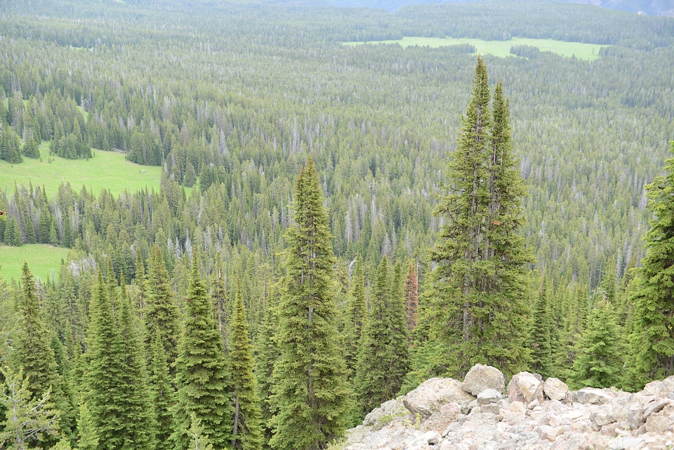Mount Washburn Trail, Yellowstone National Park