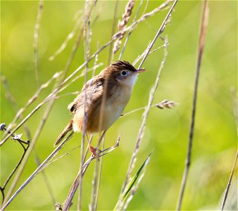 Cisticola  Buitron