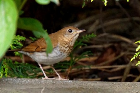 Veery