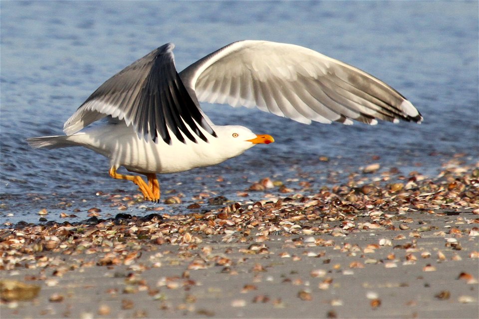 Probable Lesser Black-backed Gull x Herring Gull Hybrid
