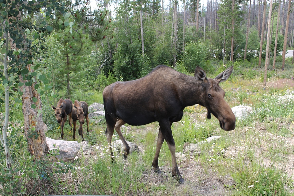 Rocky Mountain National Park, Colorado