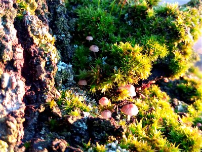 pequeño bosque 3