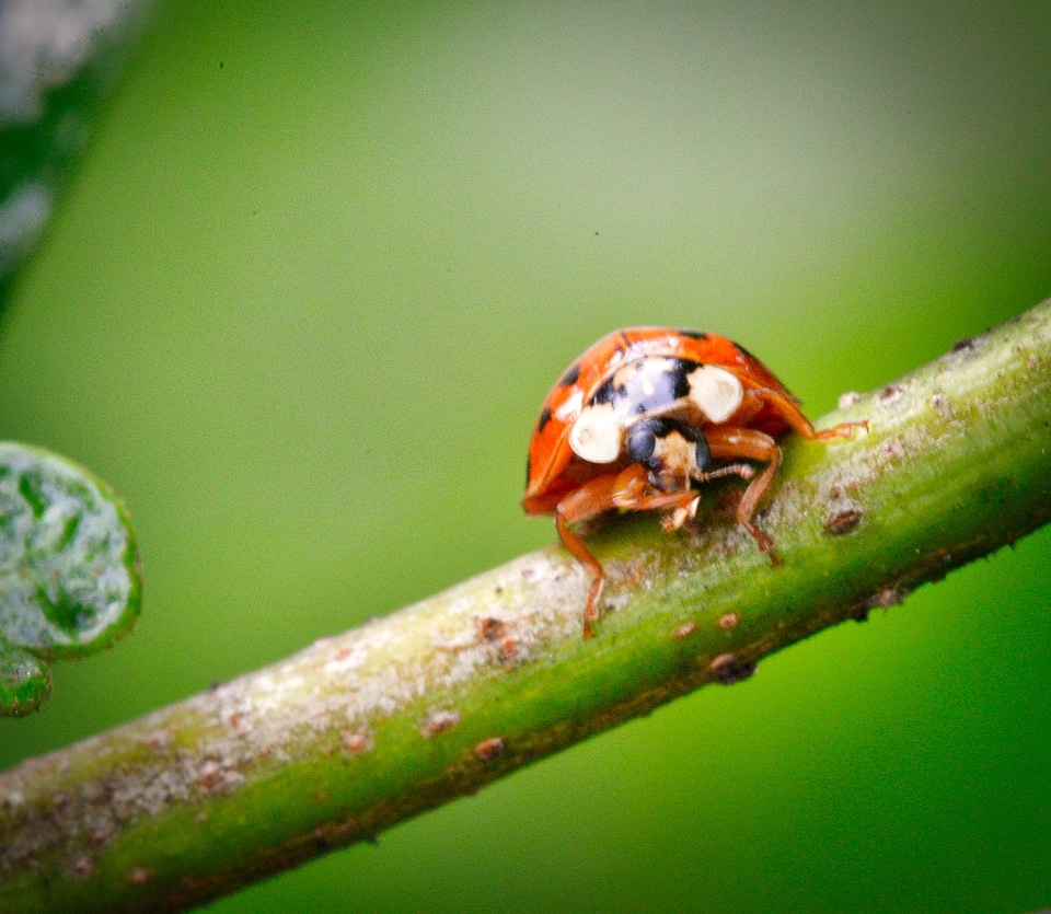 Closeup of a ladybird eating an aphid