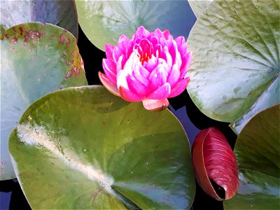 Pink lotus