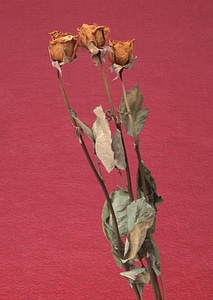 Dried roses photo