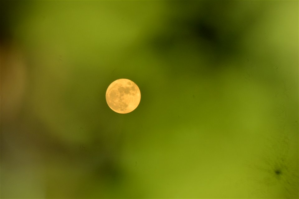 Green Leaves Obstructing the Moon