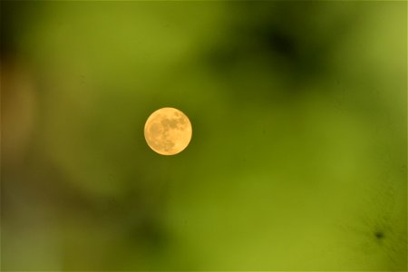 Green Leaves Obstructing the Moon photo