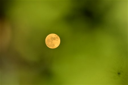 Green Leaves Obstructing the Moon