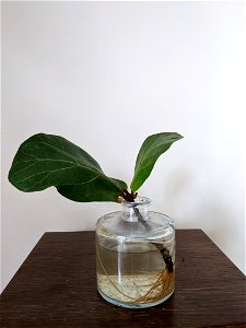 Ficus lyrata (fiddle leaf fid) rooted cutting